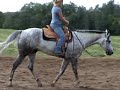 INVEST IN YOUR CHIPS 2005 AQHA GELDING 