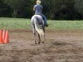 INVEST IN YOUR CHIPS 2005 AQHA GELDING WINDY DAY