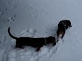 Short legs... deep snow! Short legs... deep snow!