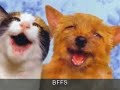 very funney cats