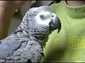 Kaja - sweet parrot Kaja - sweet parrot