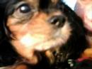My Black And Tan Cavalier Kaytee, Snow Patrol Chasing Cars