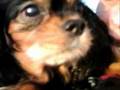 My Black And Tan Cavalier Kaytee, Snow Patrol Chasing Cars