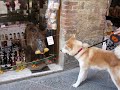 Izumo Akita - holiday