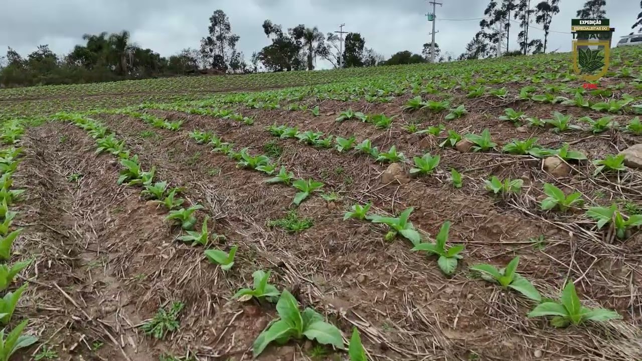 Expedição Especialistas do Tabaco - EP 4 Flavio Jacobsen