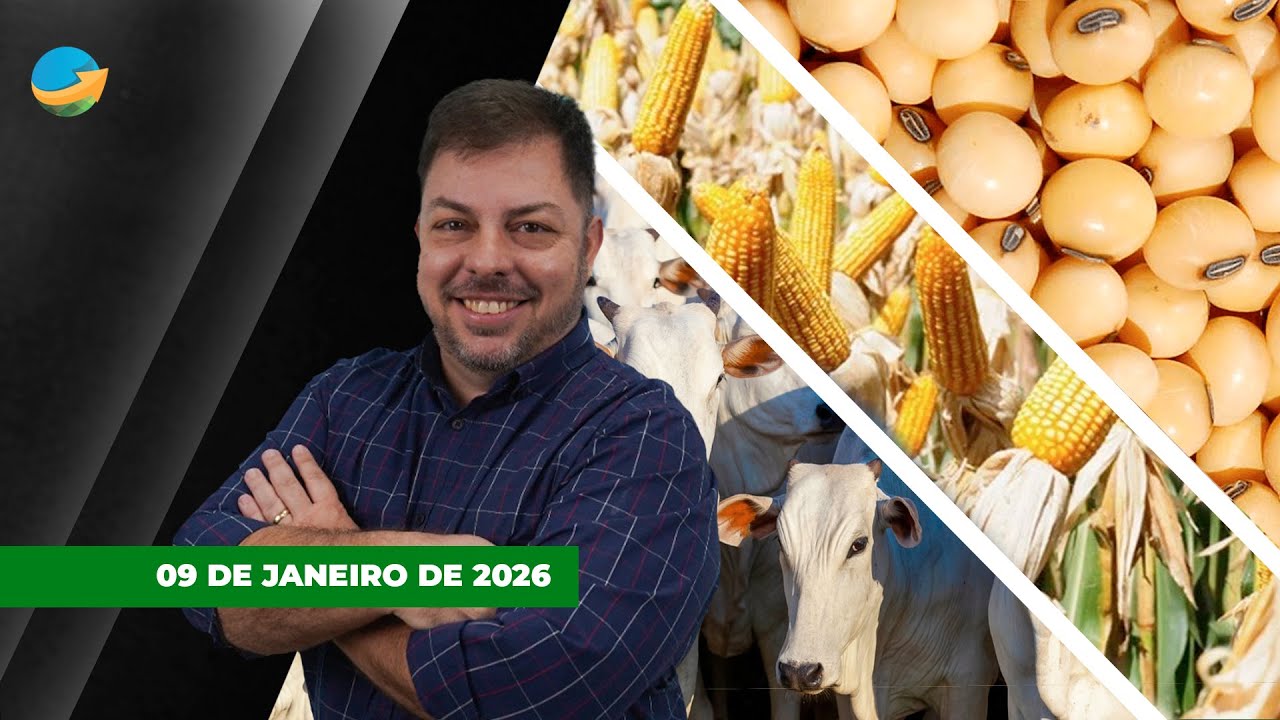 Milho e soja tem dia morno em Chicago com expectativas para o USDA ; arroba testa preços melhores...