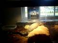 videos de blackthroat monitor cp