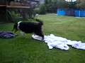 Crazy-collie-rough