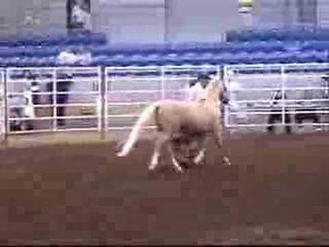 Mardi - Welsh Pony Stallion