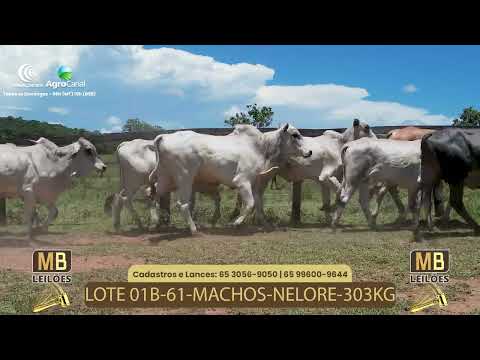 530� LEIL�O VIRTUAL DE CORTE