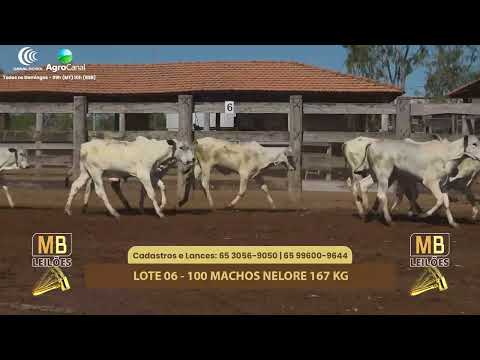 508� LEIL�O VIRTUAL MB LEIL�ES