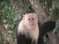 White Face Monkeys-Costa Rica White Face Monkeys-Costa Rica