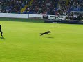 WUSV2007 Policedog helijump WUSV2007 Policedog helijump