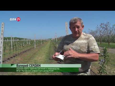 Об установке феромонных ловушек на территории Ростовской области