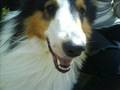 Mein Hund :]
