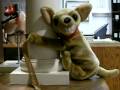 videos de perro diske cojiendo