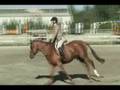Hunters and Jumpers for sale Don Ole M