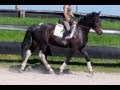 Dutch Warmblood Gelding