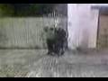 videos de A Sant Miquel veniiimoss por ser nuestro patrooonn(8)