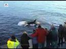 orca