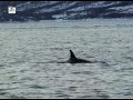 ORCA TYSFJORD - Filmed by Anthony Mayer. Welcome to a spectacular, unique experience. ORCA TYSFJORD has been arranging killer whale safaris since 1990, and is the pioneer in its field. Tysfjord is particularly well known for the large numbers of killer whales that come in from the ocean each autumn, hunting for the spring-breeding herrings which winter in the depths of its waters. You're not a spectator, but part of a unique natural phenomenon. Filmed by Anthony J. Mayer - ORCA TYSFJORD (C)