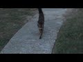 cat stalking dog