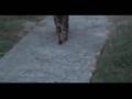cat stalking dog