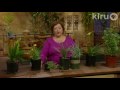 Trisha's tough plants: Central Texas Gardener