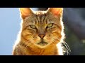 CANON PowerShot SX1 IS???????????? HD CANON PowerShot SX1 IS???????????? HD