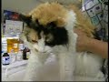 Avian Flu in Pets Avian Flu in Pets