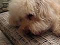 videos de Whisky & Marble嘆鹿筋