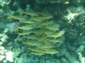 Diving in Hurghada (Egypt) 2007