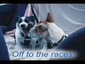 Jack Russell Terrier (JRT) Races Jack Russell Terrier (JRT) Races