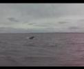 Dolphin Bonanza