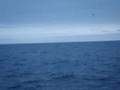 Whale Watching in St.John's Newfoundland