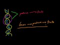 Biology Lecture - 61 - Genes, Traits, and Alleles