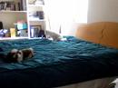 puppy vision daytime edition