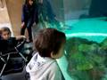 videos de maiel quinn and luka at the aquarium