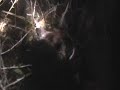 alabama coon hunt 1/2/10 part 3
