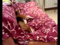 beagle Pluto dopo il bagno
