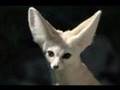 Ver videos Recopilatorio de fotos animales