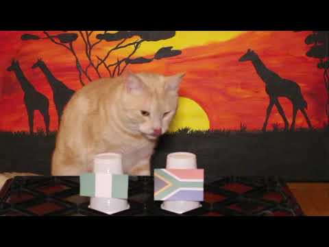 Nigeria Vs South Africa - Cats Africa Cup Of Nations 2019 Prediction