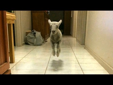 bouncing - Cute Bouncing Lamb Becomes Huge Internet Star SUBSCRIBE: http://bit.ly/Oc61Hj We upload a new incredible video every weekday. Subscribe to our YouTube channe...