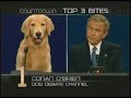 Bush Dog Debate Channel Bush Dog Debate Channel