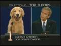 Bush Dog Debate Channel