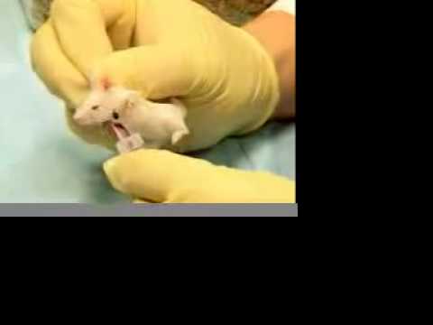 how to bleed mice