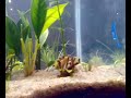 23 de novembro de 2007Aquario plantado - Família SouzaSetup breve.400Litros 