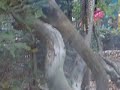 Wildkatzen