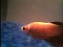 My Cute Fish