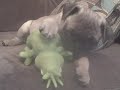 Pug AKC Fawn for sale !! Cutie Pie